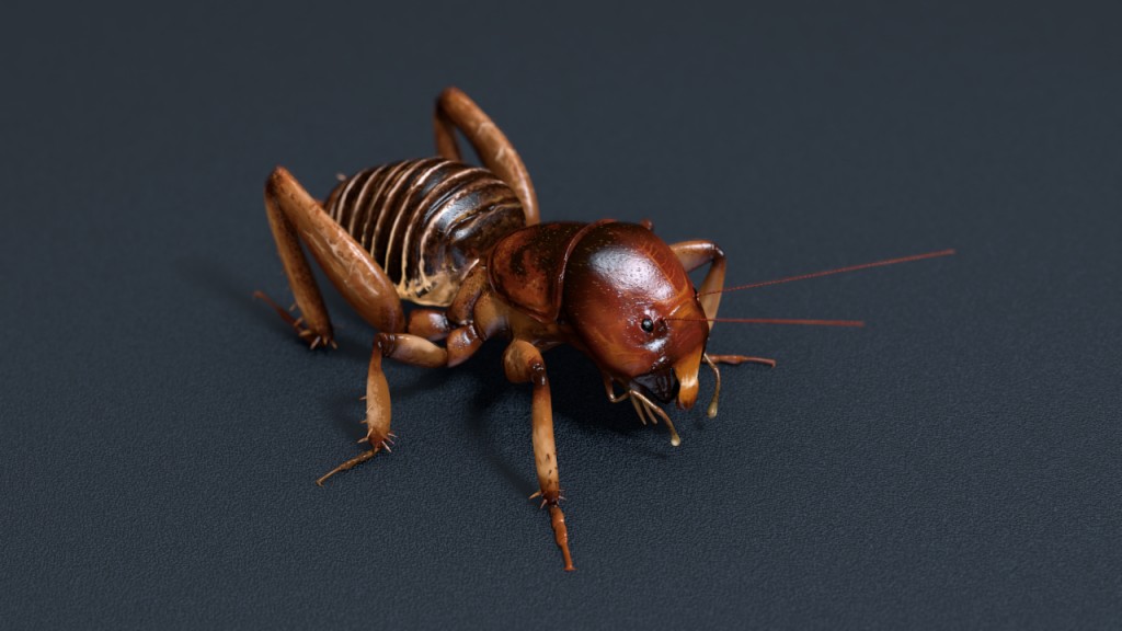 Stenopelmatus Jerusalem Cricket preview image 1