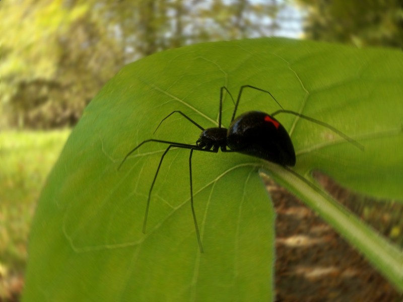 Black Widow preview image 1