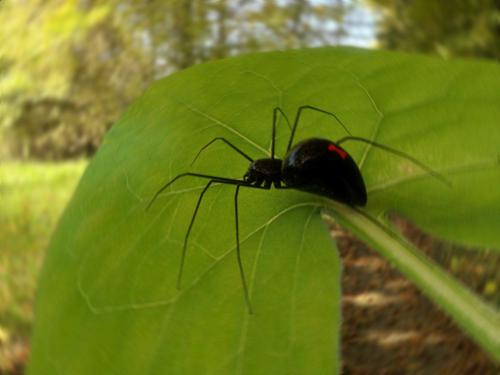 Black Widow preview image