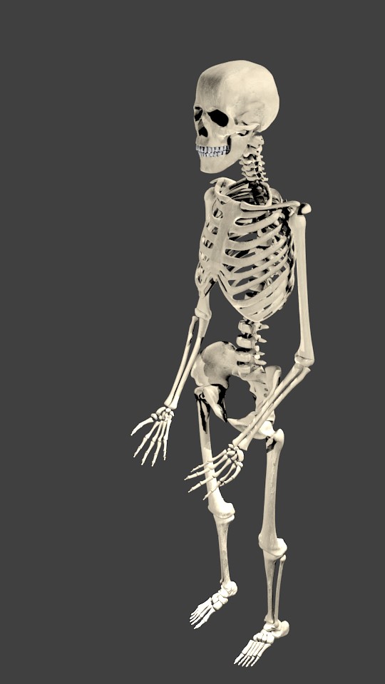 Skeleton preview image 1