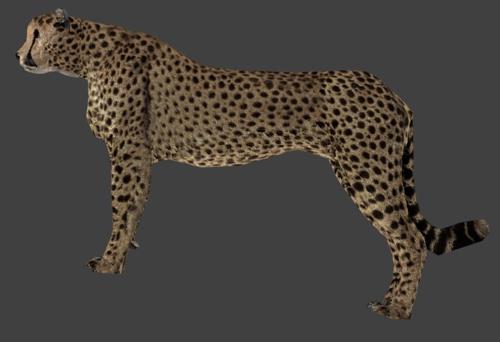 Cheetah preview image