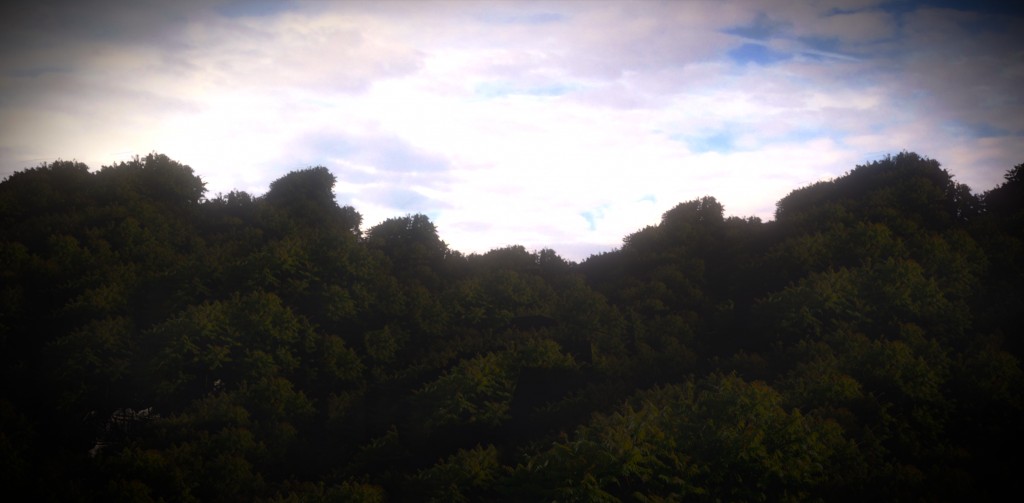 -Field of Trees- preview image 1