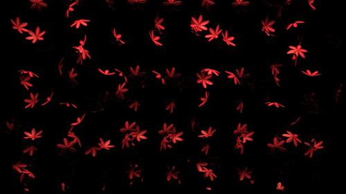 RAIN OF FLOWERS preview image