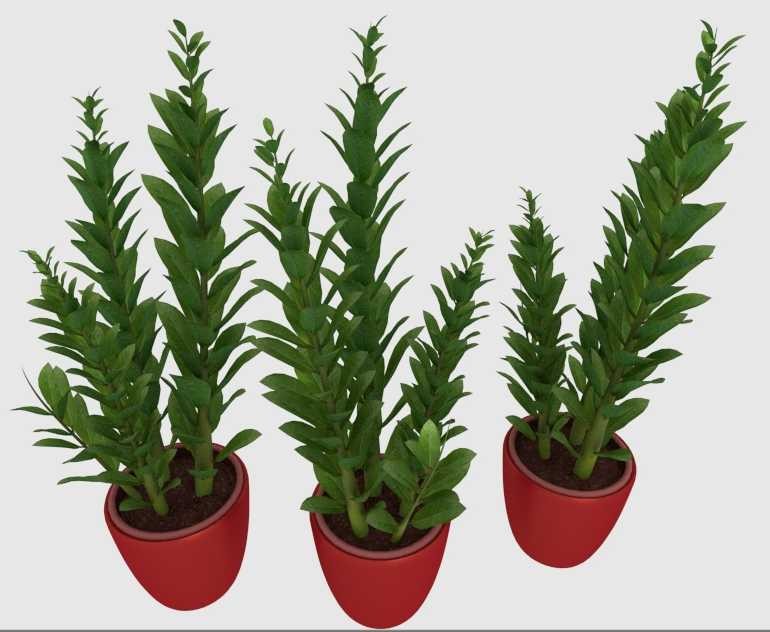 Indoorplant preview image 1