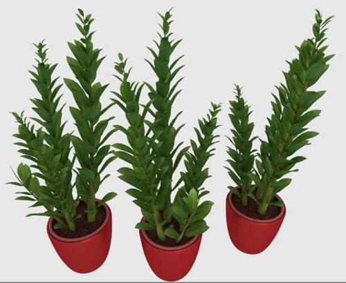 Indoorplant preview image