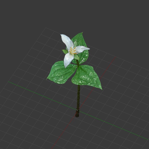 Trillium Ovatum preview image 1