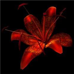 Tiger Lily  preview image