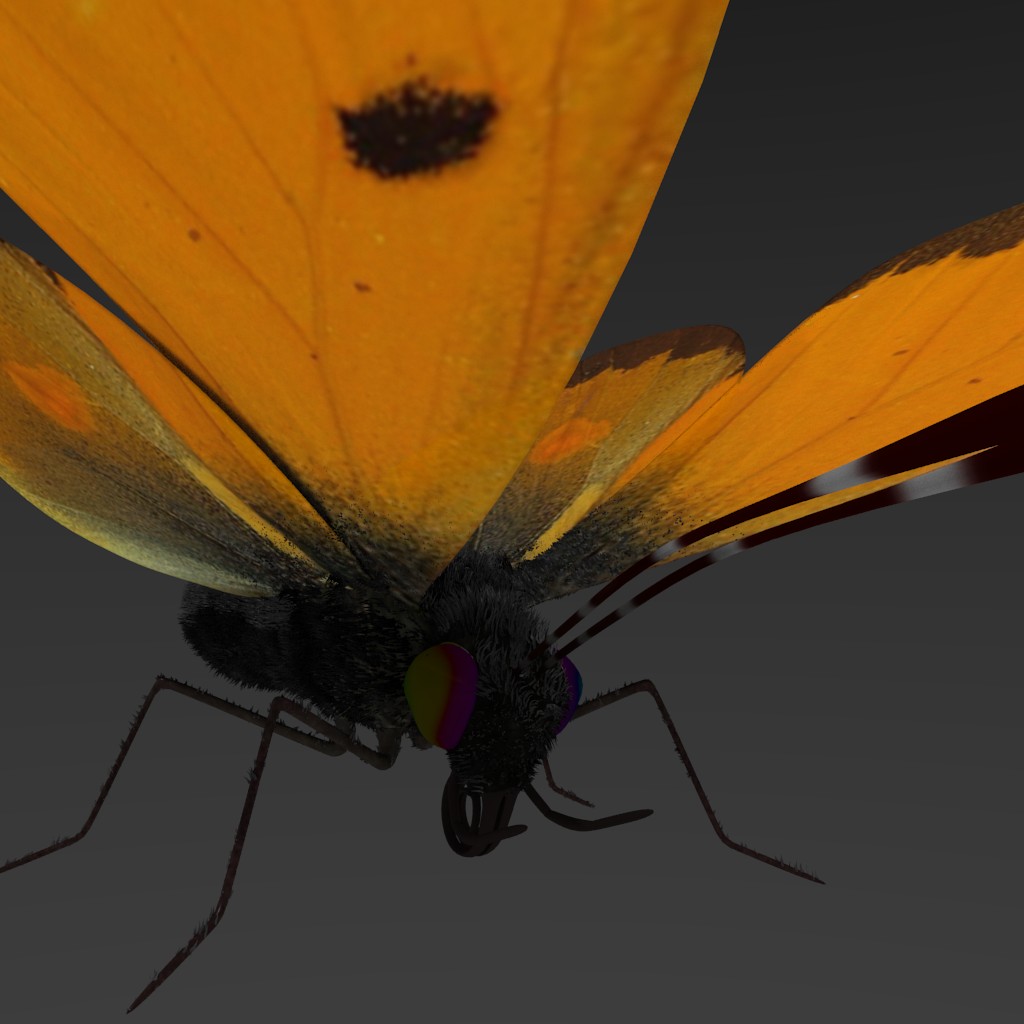 Butterfly preview image 1