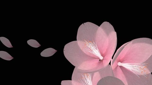 flower  preview image