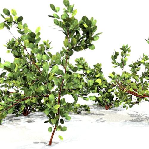 Small Size Plants preview image