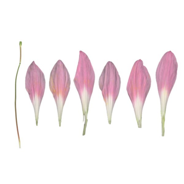 Indian Rainy Lily Pink Texture preview image 1