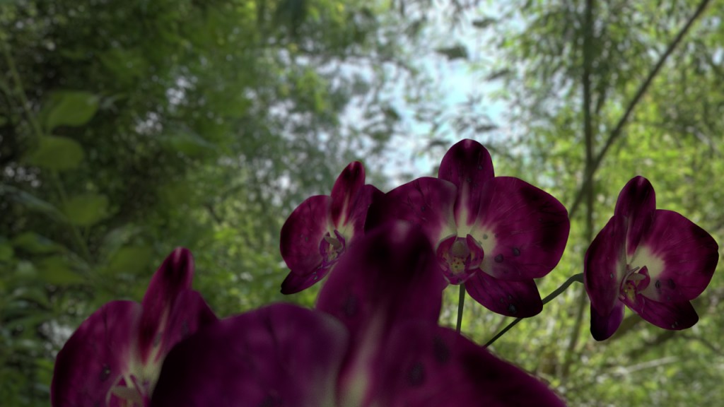 Phalaenopsis flowers preview image 1