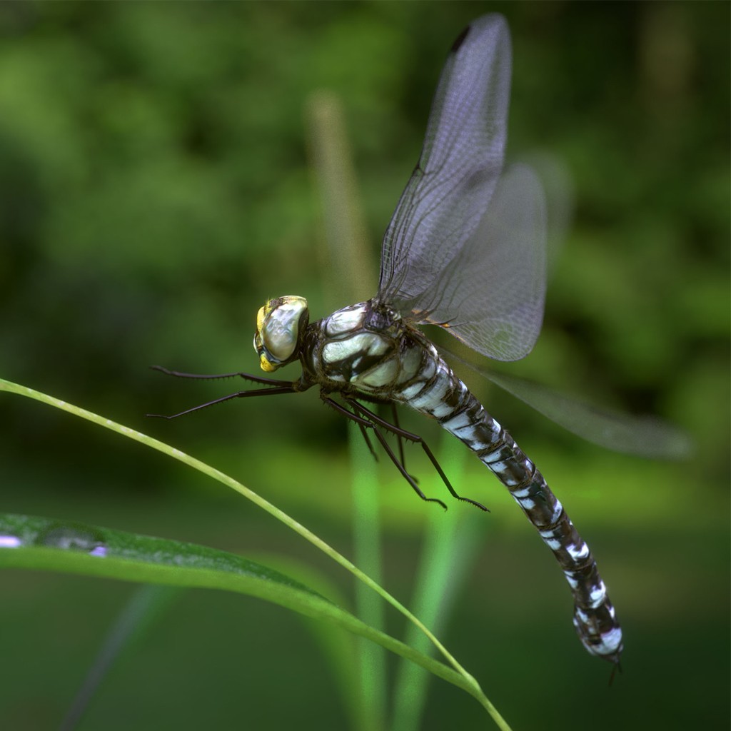 Dragonfly preview image 1